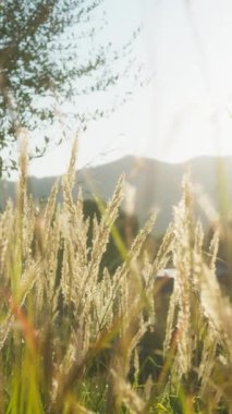 Rüzgârın sürüklediği rahatlatıcı doğadaki bitkiler.
