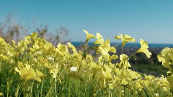 公园田里的黄色小月桂花 — 图库视频影像