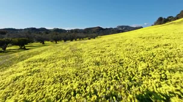 Yellow Flowers Sorrel Big Field Landscape Scenary — Stock Video