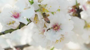 Bahar mevsiminde Ağacın Badem Çiçekleri.