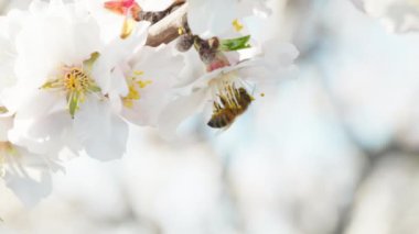 Bahar mevsiminde Ağacın Badem Çiçekleri.