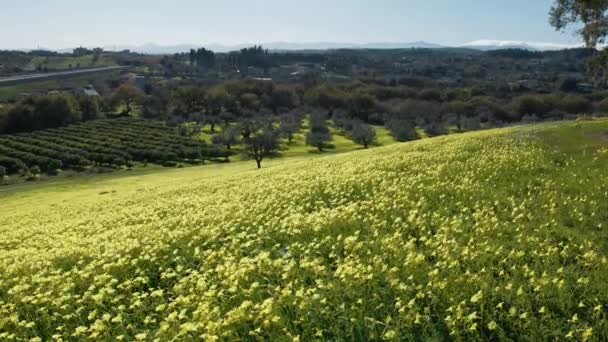 Yellow Flowers Sorrel Green Land Park Spring Season — Stock Video