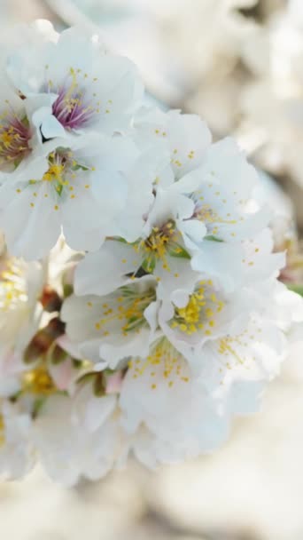 Flores Amêndoa Uma Árvore Estação Primavera — Vídeo de Stock