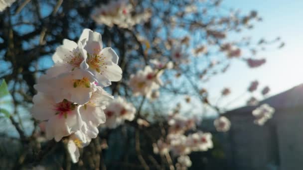 アーモンドの花 カラブリア地方の春 — ストック動画