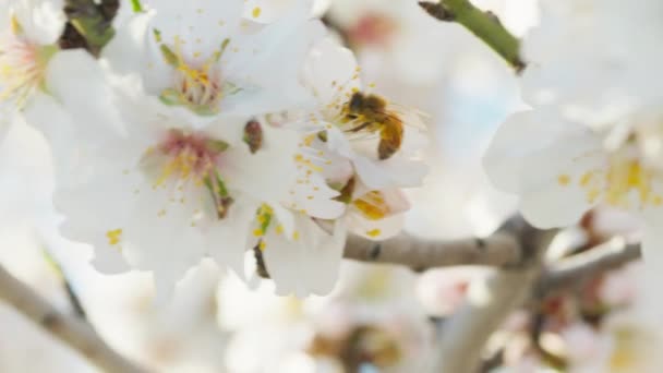 春季树上的杏仁花 — 图库视频影像
