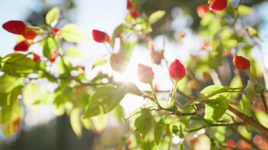 Calabria, Diamante 'den sıcak biber bitkisi..