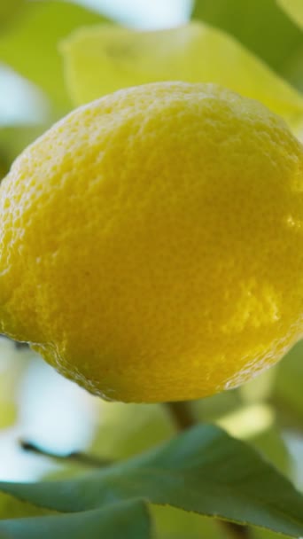 Citronové Ovoce Ostrova Sicílie Itálii Pěstování Venkově — Stock video
