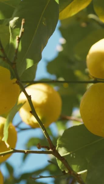 Citronové Ovoce Ostrova Sicílie Itálii Pěstování Venkově — Stock video