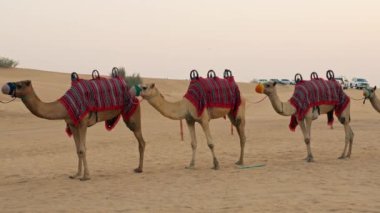 Çölde İple Birlikte Yürüyen Afrika Devesi.