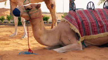 Afrika devesi gezi için hazır..