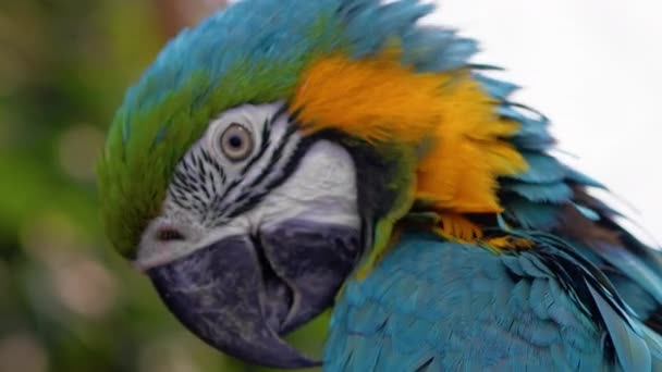 Μπλε Παπαγάλος Macaw Σταθεί Ένα Δέντρο Του Ζωολογικού Κήπου — Αρχείο Βίντεο