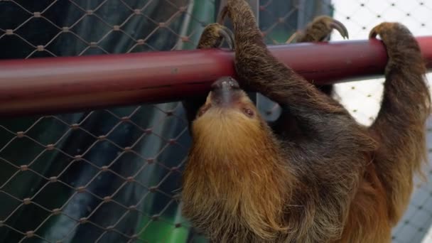 Sloth Animal Walking Într Trunchi Copac — Videoclip de stoc
