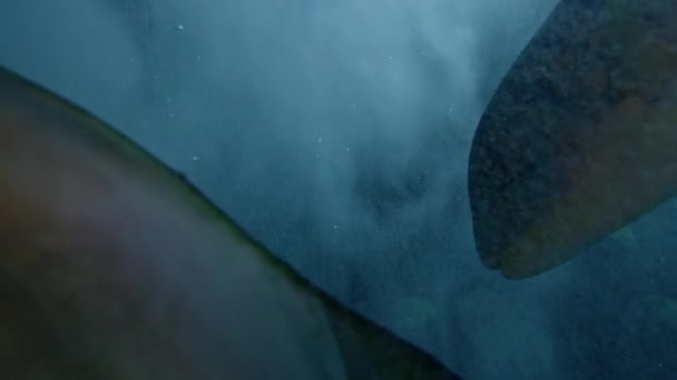 Риби Акваріумі — стокове відео