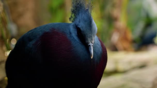 Блакитний Папуга Черепом Біля Дерева Природі — стокове відео
