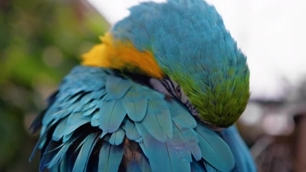 Blå Macaw Papegoja Stå Ett Träd Ett Zoo — Stockvideo