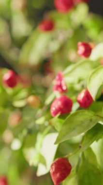 Soverato 'dan Calabrian Acılı Biber Bitkisi.