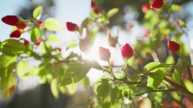 Calabria, Diamante 'den sıcak biber bitkisi..