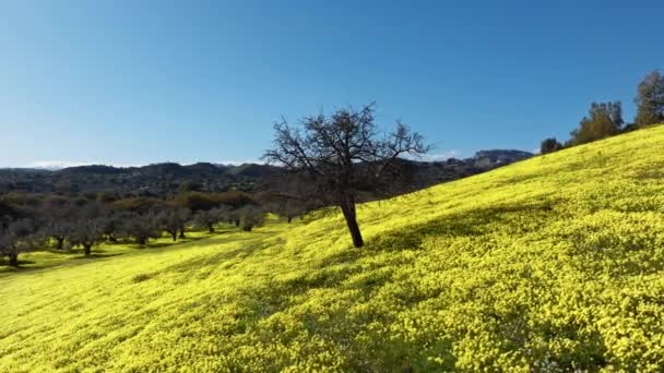 Yellow Flowers Sorrel Big Field Landscape Scenary — Stock Video