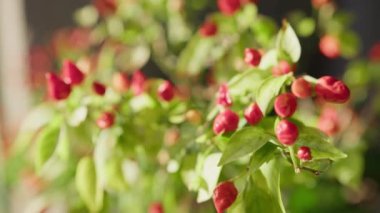 Soverato 'dan Calabrian Acılı Biber Bitkisi.