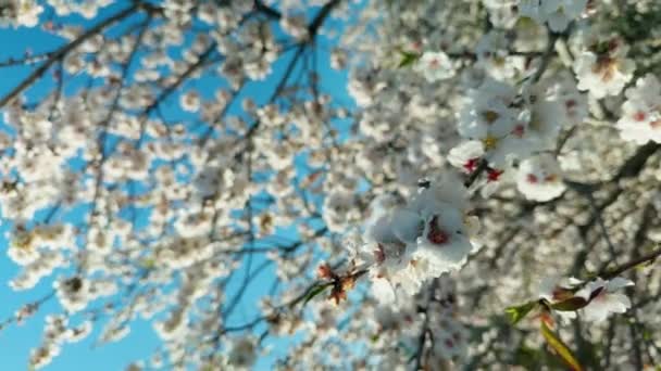 वसंत ऋतु में प्रकृति सफेद बादाम फूल. वीडियो क्लिप