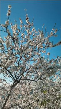 Bahar mevsiminde Doğa Beyaz Badem Çiçekleri.