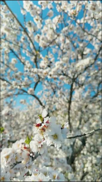 Bahar Mevsiminde Doğa Beyaz Badem Çiçekleri Telifsiz Stok Video