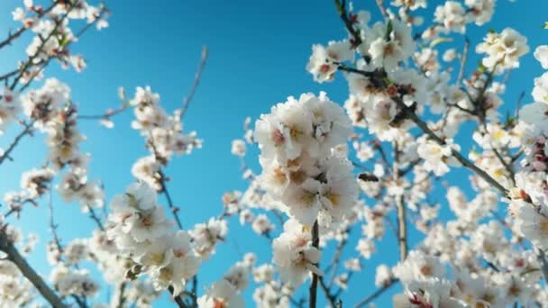 Natura Białe Migdały Kwiaty Sezonie Wiosennym Wideo Stockowe bez tantiem
