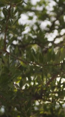 Kırsalda Kırmızı Elbiseyle Dans Eden Genç Kadınlar.