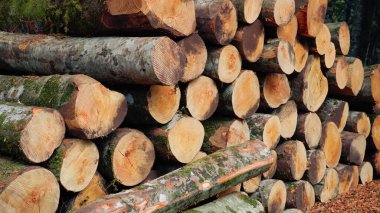 Dağlarda istiflenmiş ağaç gövdeleri.