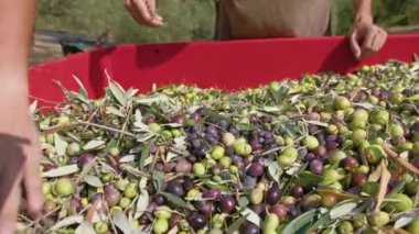 Calabria Olive ekstra bakire yağı yapmak için.