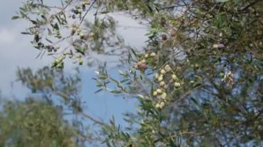 Calabria bölgesindeki zeytin ağacı Akdeniz topraklarında ekstra bakir yağ üretimi için
