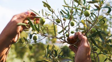 İtalya 'da yaprakları olan zeytin dalları.