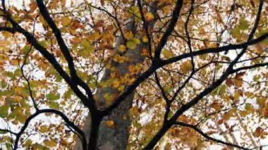 Sonbahar mevsiminde Orman Ağaçları.