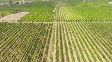 Şarap hasadı için Ciro Marina 'daki Calabria' daki üzüm bağları.