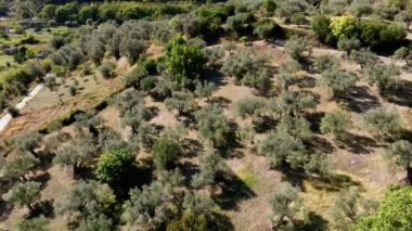 İtalya 'da bir arazide zeytin ağaçları ve fidanlar, hava manzarası