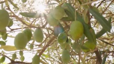 Calabria 'daki ağaçtan sarkan zeytinler.