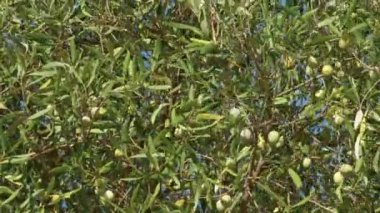 Calabria bölgesindeki zeytin ağacı Akdeniz topraklarında ekstra bakir yağ üretimi için