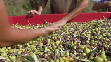 Calabria Olive ekstra bakire yağı yapmak için.
