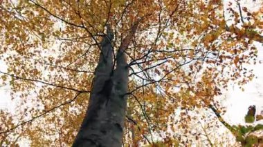 Sonbahar mevsiminde Orman Ağaçları.