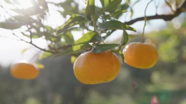 Kırsal Tarım Alanında Turuncu Meyve Ağacı.