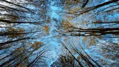 Sonbahar mevsiminde Orman Ağaçları.