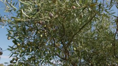 Calabria bölgesindeki zeytin ağacı Akdeniz topraklarında ekstra bakir yağ üretimi için