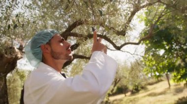 Agronomist telefonuyla zeytin ağaçlarının fotoğraflarını çekiyor.. 