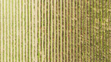 Şarap hasadı için Ciro Marina 'daki Calabria' daki üzüm bağları.