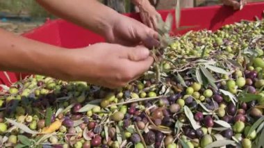Calabria Olive ekstra bakire yağı yapmak için.