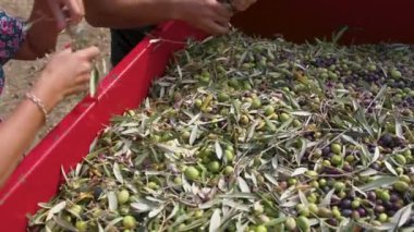 Calabria Olive ekstra bakire yağı yapmak için.