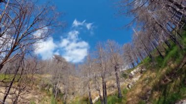 Sonbaharda Ağaç Zamanı Hızlandırılmış Doğa Dağı.