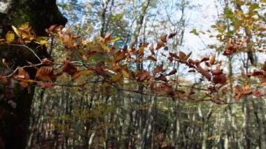 Sonbahar mevsiminde Orman Ağaçları.