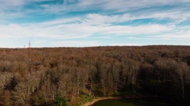 Sonbahar mevsiminde Orman Ağaçları.