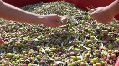 Calabria Olive ekstra bakire yağı yapmak için.